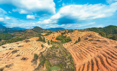 近年來，江西省撫州市南豐縣市山鎮(zhèn)竹源村因地制宜扶持當?shù)剞r戶利用荒山坡地種植油茶，使油茶成為山區(qū)群眾致富奔小康的綠色產(chǎn)業(yè)。圖為竹源村油茶種植區(qū)。 謝 東攝（人民視覺）