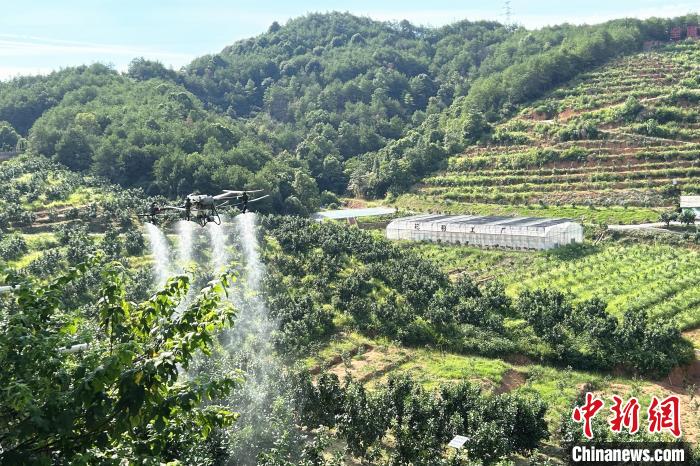 圖為江西上饒市廣豐區(qū)西壇果園正進(jìn)行無人機(jī)植保作業(yè)?！≈飕?攝